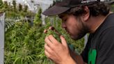 Marihuana argentina en el mundo: Jujuy exporta por primera vez flores de cannabis a Europa y Australia