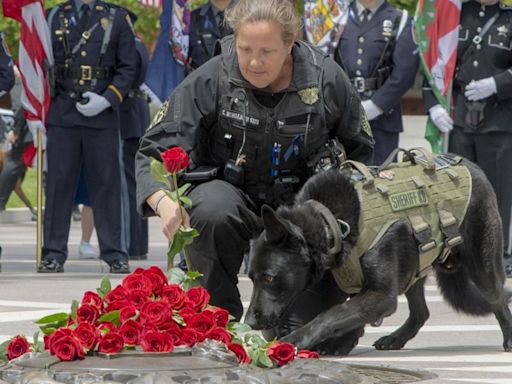 San Diego Police dog 'Sir' killed in line of duty will be honored at national memorial service