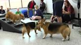 What a paw-ty! Short-legged friends from around Omaha gather to celebrate International Corgi Day