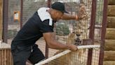 Pictured: Anthony Joshua takes on liger in tug-of-war battle