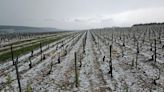 Hail storm wipes out Chablis vineyards