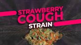 Strawberry Cough Seeds: Genetics, Benefits, and Cultivation