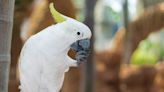 Parrot 'Barking' at the Dishwasher Repairman Is the Ultimate Guard Dog