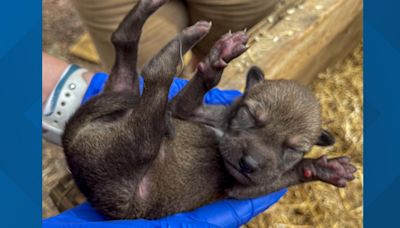 Endangered Red Wolf puppies born at North Carolina Zoo