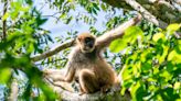El declive de los primates pone en riesgo la supervivencia de los bosques atlánticos de Brasil