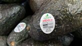 Two US inspectors are attacked in Mexico while checking fresh shipment of avocados