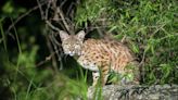 Police provide safety tips after Hill Country bobcat sighting