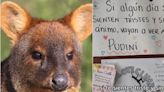 La historia detrás de “Pudini”, la querida pudú cautiva que murió atacada por un perro en Chiloé