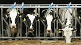 Bird flu virus spreads to more cows in the US: is it risky to drink milk?