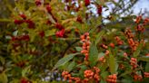 Berry producing plants, conifers and such can add interest to your garden year-round