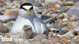 Essex Wildlife Trust campaign to protect beach-nesting birds