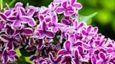 Savor PNW lilac season by sniffing, planting and picking them with purpose