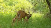 Whitetail fawn studies are challenging many long-held beliefs about predation, paternity