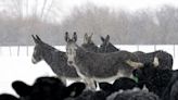 Granjeros combaten al lobo gris con burros salvajes