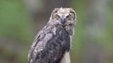 Cape Cod Times Photo Shoot: Seeing eye to eye with an owl