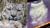 Snow leopard expecting first cub at Utah's Hogle Zoo