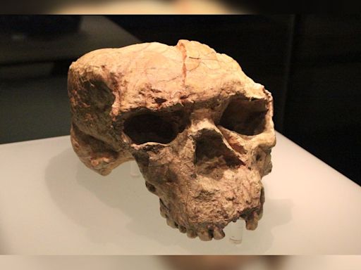 Mysterious 1-Million-Year-Old Skull From China May Belong To "Dragon Man" Lineage