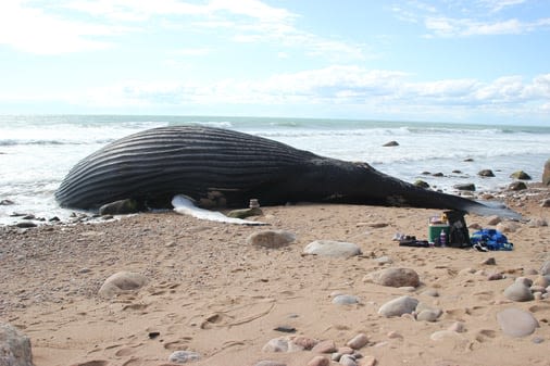 Humpback whale stranded on Block Island likely to remain beached - The Boston Globe