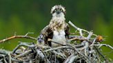 Osprey chick almost knocked from nest by drone