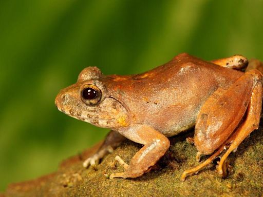 The 'upside-down' sex life of a rare Indian frog revealed