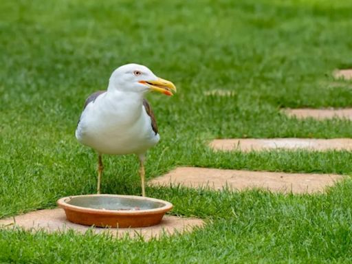 Inside if it is illegal to feed seagulls in your garden