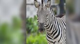 Milwaukee County Zoo Zebra Dies After Running Into Fence