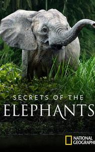 Secrets of the Elephants