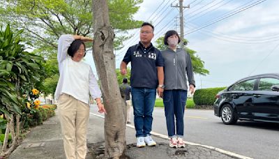 民雄路樹竄根影響行車 公所研擬規畫步道保路樹兼顧安全