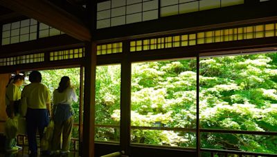 日本京都瑠璃光院青楓媲美紅楓 遊客打卡好去處 (圖)