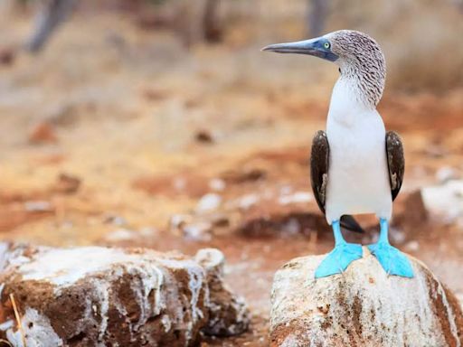 Everything you need to know about blue-footed birds and what makes them so unique - Times of India