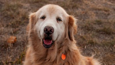 Mom's Final 'Pup Cup Date' with Golden Retriever Is Making People Sob