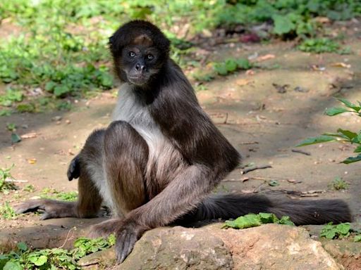 Le singe-araignée varié, l’un des primates les plus menacés au monde