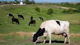 El Supremo apoya a los ganaderos frente a la industria y sentencia que el precio de la leche debe cubrir el coste de producción