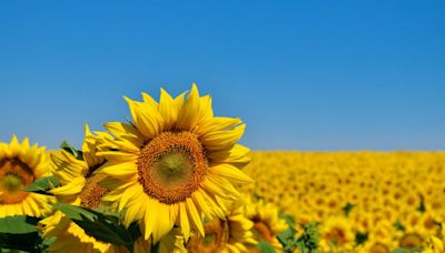 The best sunflower fields a short drive away from London you can visit