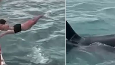 'Idiotic' Man Who Tried To 'Body Slam' Orca Gets Hit With Fine