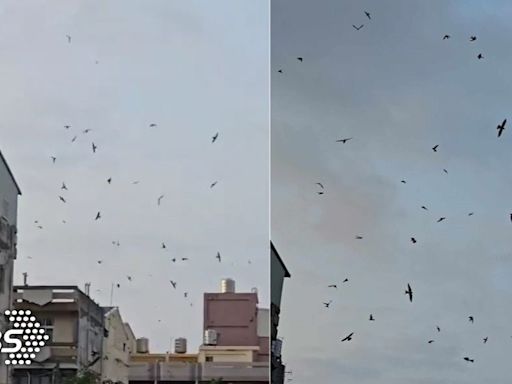 獨／強震預言？台南天空「百鳥繞圈」一片黑 詭譎畫面曝