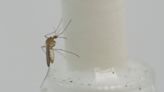 Mosquitoes found all across warming Scotland