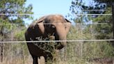 Tarra the elephant marks 50th birthday in safe haven just miles from Tallahassee