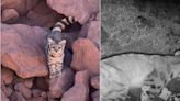 Mini-boom de registros de Gato andino: experto en el “fantasma de Los Andes” busca el porqué