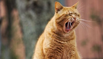 Las siete señales que indican que tenés que llevar a tu gato al veterinario