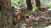 Hasta 7 jaguares mueren atropellados cada año en Calakmul; obras y deforestación amenazan a esta especie