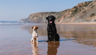 El mapa con las mejores playas para perros de España 2024