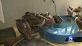 Santa Cruz animal rescue treating over 100 starving pelicans