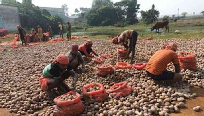 Strike set to hit potato supply: Traders want government to revoke ban on interstate sale of produce