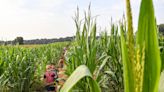 Anderson's Denver Downs Farm among Top 10 US corn mazes. See where it ranks on the list.