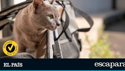 ¿Cuál es el mejor transportín para mi gato?