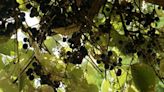 Can you eat Texas wild grapes? Sure, go wild. Here are the types that grow in the state.