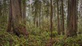 A Berkeley art show’s massive photos celebrate California’s trees