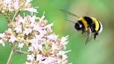 Iowa DNR needs your help saving the bumble bee population this summer