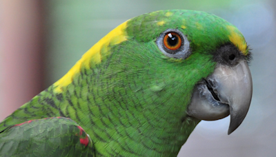 Who's a better dancer, this human or this parrot? You decide!